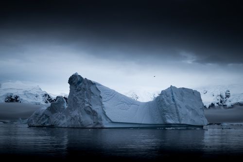 Antarctica Wildlife Photography 004