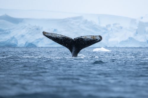 Antarctica Wildlife Photography 005