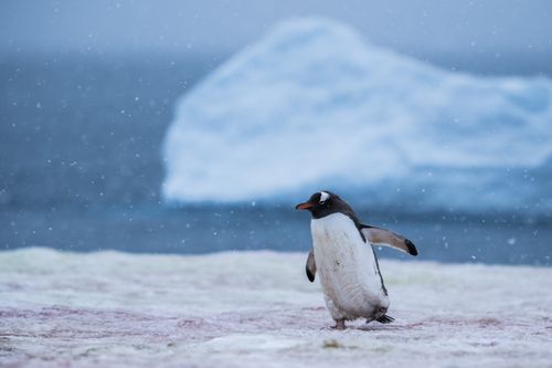 Antarctica Wildlife Photography 009