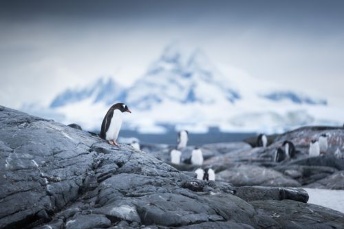 Antarctica Wildlife Photography 019