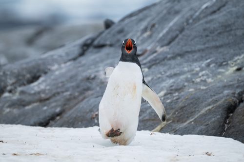 Antarctica Wildlife Photography 020