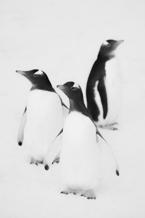 Antarctica Wildlife Photography 023