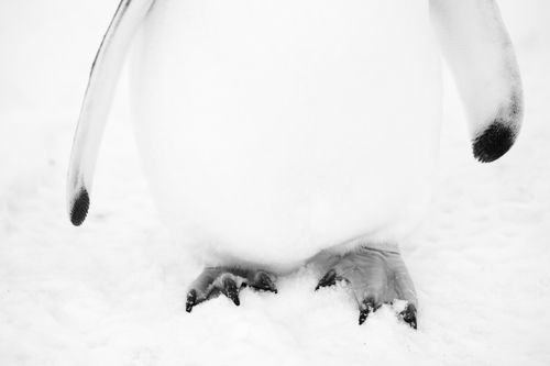 Antarctica Wildlife Photography 024