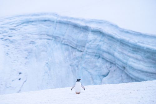 Antarctica Wildlife Photography 025