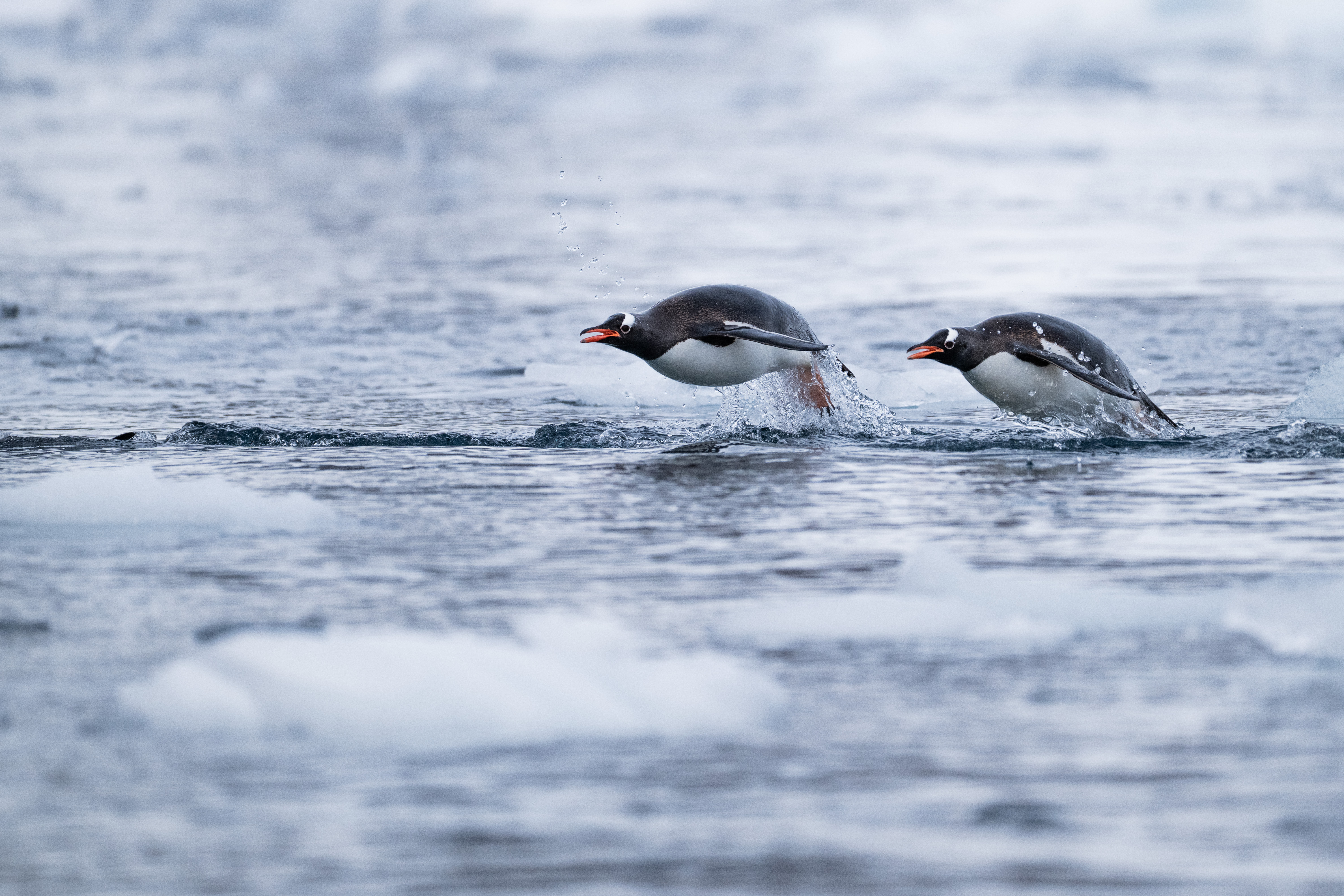 Antarctic Peninsula, Antarctica - Wildlife & Landscape Photography
