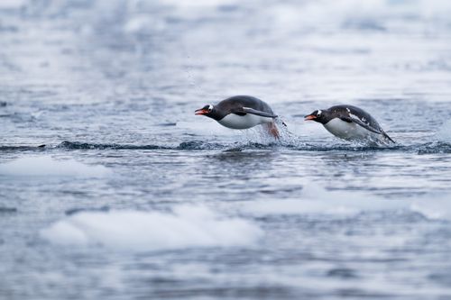 Antarctica Wildlife Photography 027