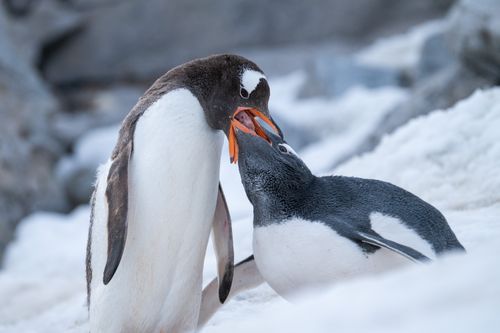 Antarctica Wildlife Photography 032