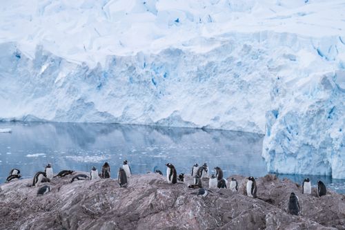 Antarctica Wildlife Photography 033