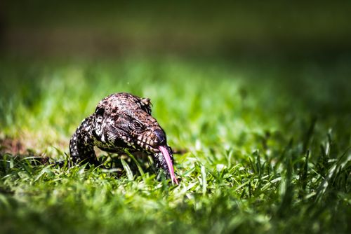 Argentina Travel Landscape Photography Argentine Black and White Tegu Salvator merianae similar to a Monitor Lizard Ibera Wetlands Esteros del Ibera Corrientes Province Argentina South America