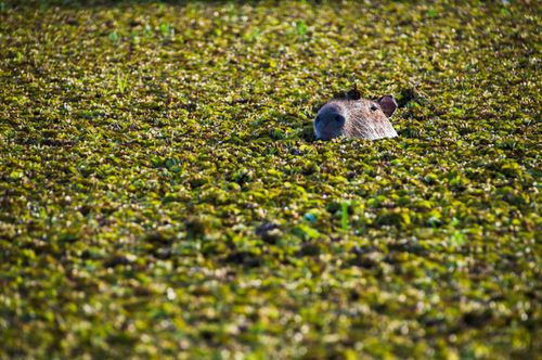 Argentina Travel Landscape Photography Capybara Hydrochoerus hydrochaeris Ibera Wetlands Esteros del Ibera a marshland area in Corrientes Province Argentina South America
