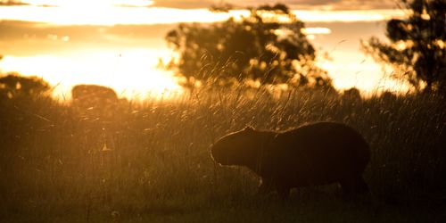 Argentina Travel Landscape Photography Capybara Hydrochoerus hydrochaeris at Estancia San Juan de Poriahu Ibera Wetlands Corrientes Province Argentina South America