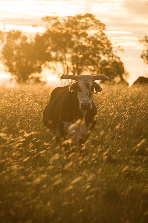 Argentina Travel Landscape Photography Cattle at Estancia San Juan de Poriahu a cattle farm in the Ibera Wetlands Corrientes Province Argentina South America