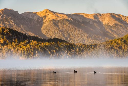 Argentina Travel Landscape Photography Ducks on a misty Lake Nahuel Huapi at sunrise Villa la Angostura Neuquen Patagonia Argentina South America