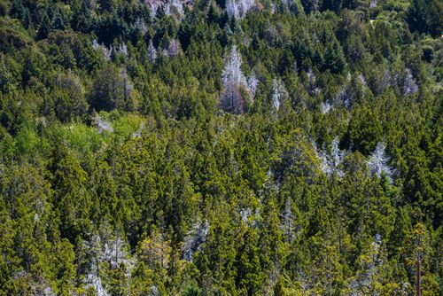 Argentina Travel Landscape Photography Forest at San Carlos de Bariloche Rio Negro Province Patagonia Argentina South America