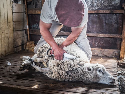 Argentina Travel Landscape Photography Gaucho sheep shearing doing shepherd duties as a farmer at Estancia 25 de Mayo El Calafate Santa Cruz Province Argentinian Patagonia Argentina South America
