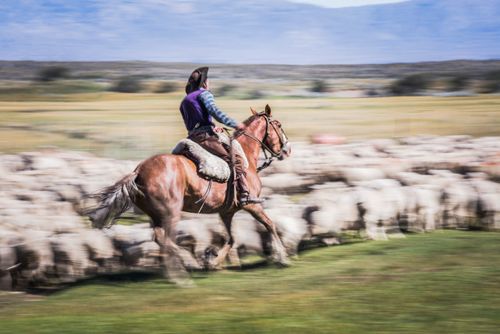 Argentina Travel Landscape Photography Gauchos riding horses to round up sheep El Chalten Patagonia Argentina South America 2