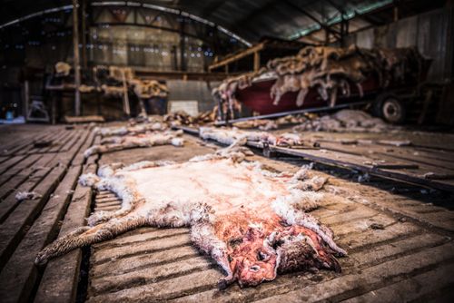 Argentina Travel Landscape Photography Inside the sheep shearing shed at Estancia La Oriental Perito Moreno National Park Santa Cruz Province Patagonia Argentina South America 2