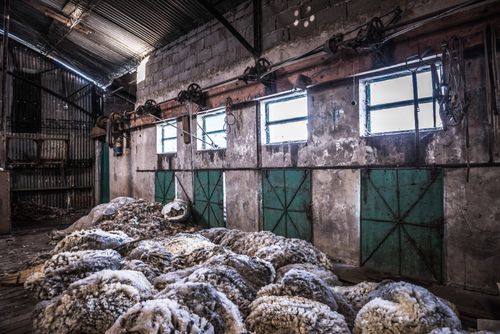 Argentina Travel Landscape Photography Inside the sheep shearing shed at Estancia La Oriental Perito Moreno National Park Santa Cruz Province Patagonia Argentina South America