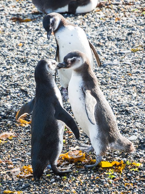 Argentina Travel Landscape Photography Magellanic penguins Spheniscus magellanicus at Martilla Island in the Beagle Channel at Ushuaia Tierra Del Fuego Patagonia Argentina South America