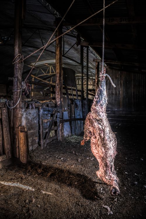 Argentina Travel Landscape Photography Meat drying on the farm at Estancia La Oriental Perito Moreno National Park Santa Cruz Province Patagonia Argentina South America