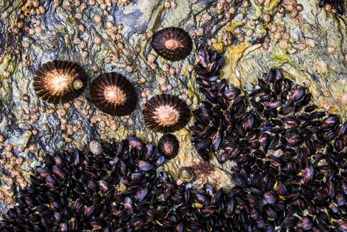 Argentina Travel Landscape Photography Mussels and Limpets on rocks in Tierra Del Fuego National Park Ushuaia Patagonia Argentina South America background with copy space