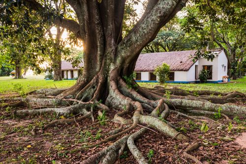 Argentina Travel Landscape Photography Old tree with twisted roots at Estancia San Juan de Poriahu Ibera Wetlands a marshland in Corrientes Province Argentina South America