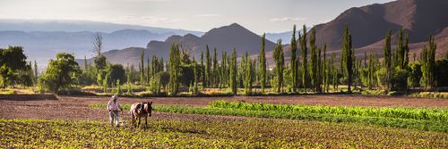 Argentina Travel Landscape Photography Pimiento farmer farming at sunrise in the Cachi Valley Calchaqui Valleys Salta Province North Argentina South America 2
