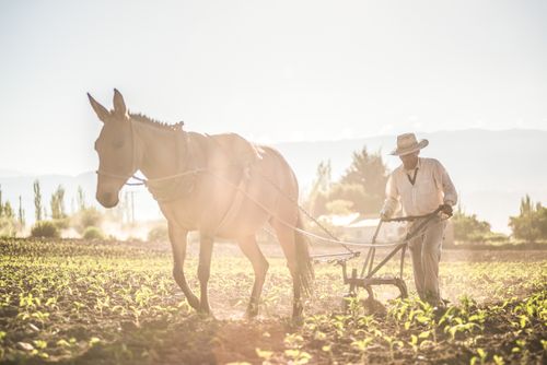 Argentina Travel Landscape Photography Pimiento farmer farming at sunrise in the Cachi Valley Calchaqui Valleys Salta Province North Argentina South America