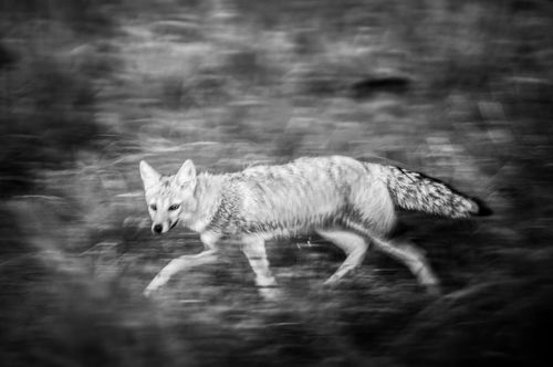 Argentina Travel Landscape Photography South American Gray Fox Lycalopex griseus aka Patagonian Fox Ibera Wetlands Esteros del Ibera Corrientes Province Argentina South America