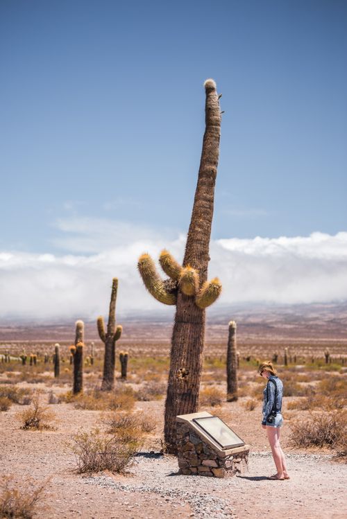 Argentina Travel Landscape Photography Tourist at Cactus National Park Parque Nacional Los Cardones Cachi Valley Calchaqui Valleys Salta Province North Argentina South America