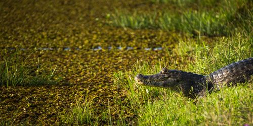 Argentina Travel Landscape Photography Yacare caiman Caiman Yacare Ibera Wetlands aka Ibera Marshes a marshland area in Corrientes Province Argentina South America