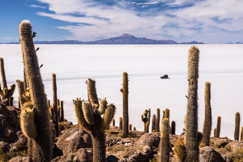 Bolivia Travel Landscape Photography Cactus covered Fish Island Isla Incahuasi or Inka Wasi Uyuni Salt Flats Salar de Uyuni Uyuni Bolivia South America