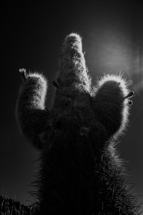 Bolivia Travel Landscape Photography Cactus on Fish Island Isla Incahuasi or Inka Wasi Uyuni Salt Flats Salar de Uyuni Uyuni Bolivia South America