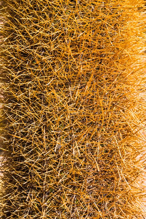 Bolivia Travel Landscape Photography Cactus spines detail Fish Island Isla Incahuasi or Inka Wasi Uyuni Salt Flats Salar de Uyuni Uyuni Bolivia South America