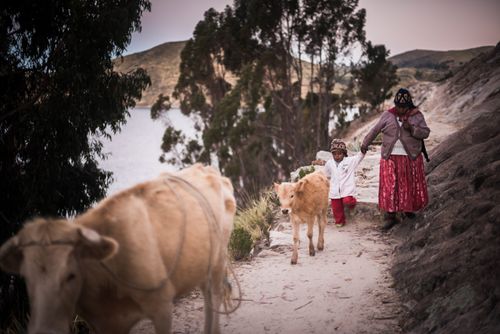 Bolivia Travel Landscape Photography Chollita at Challapampa village Isla del Sol Island of the Sun Lake Titicaca Bolivia South America