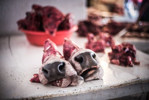 Bolivia Travel Landscape Photography Cow noses in Campesino Market Mercado Campesino Sucre Bolivia South America
