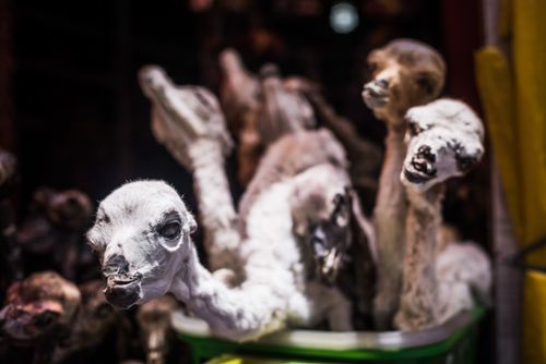Bolivia Travel Landscape Photography Dried Llama Phoetus Witches Market Mercado de Hechiceria or Mercado de las Brujas La Paz La Paz Department Bolivia South America 2