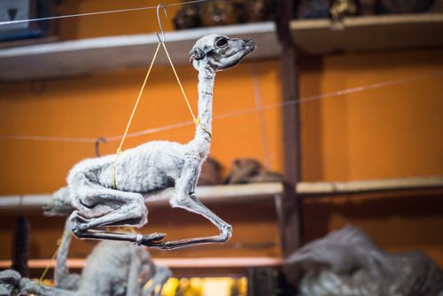 Bolivia Travel Landscape Photography Dried Llama Phoetus Witches Market Mercado de Hechiceria or Mercado de las Brujas La Paz La Paz Department Bolivia South America