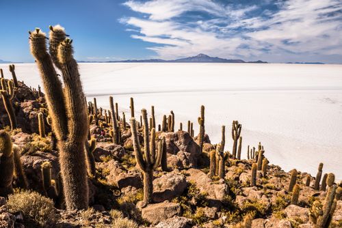 Bolivia Travel Landscape Photography Enormous cactus on Fish Island Isla Incahuasi or Inka Wasi Uyuni Salt Flats Salar de Uyuni Uyuni Bolivia South America
