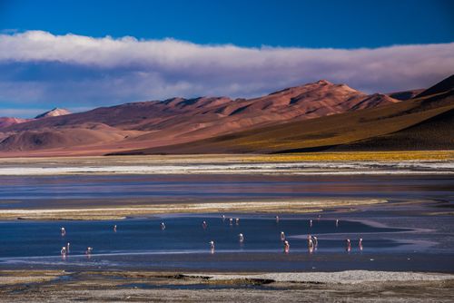 Bolivia Travel Landscape Photography Flamingos at Salar de Chalviri Altiplano of Bolivia in Eduardo Avaroa National Reserve of Andean Fauna South America