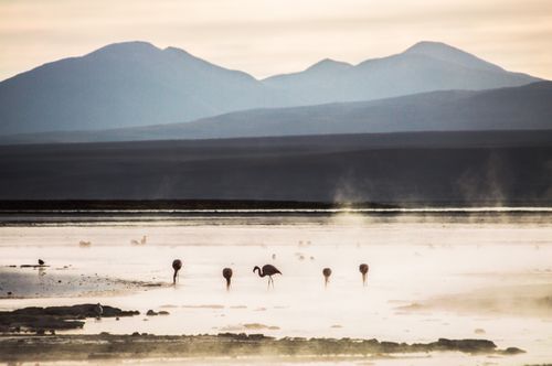 Bolivia Travel Landscape Photography Flamingos at sunrise in a geothermal area of Salar de Chalviri Altiplano of Bolivia South America