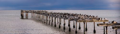 Chile Travel Landscape Photography Cormorant colony on the old pier at Punta Arenas Magallanes and Antartica Chilena Region Chilean Patagonia Chile South America 2