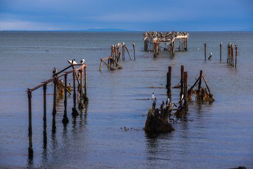 Chile Travel Landscape Photography Cormorant colony on the old pier at Punta Arenas Magallanes and Antartica Chilena Region Chilean Patagonia Chile South America