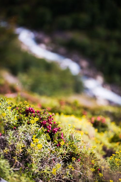 Chile Travel Landscape Photography Fauna in Ascencio Valley Torres del Paine National Park Parque Nacional Torres del Paine Patagonia Chile South America