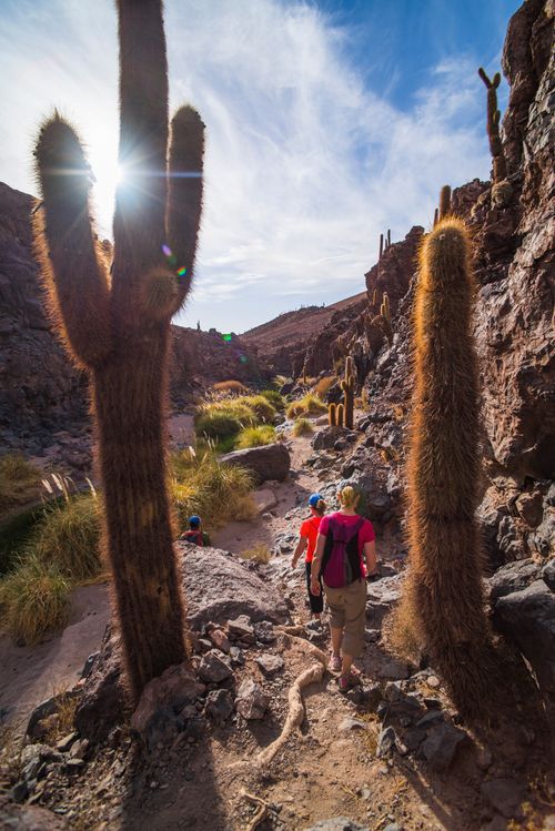 Chile Travel Landscape Photography Large cactus in Cactus Valley Los Cardones Ravine Atacama Desert North Chile South America