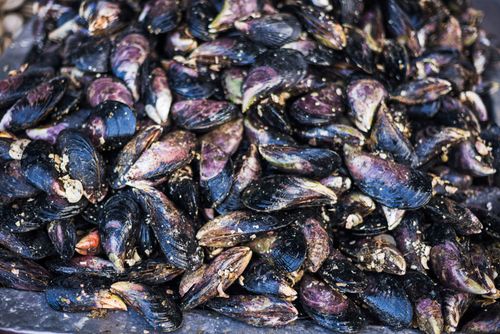 Chile Travel Landscape Photography Mussels at Angelmo fish market Puerto Montt Chile South America