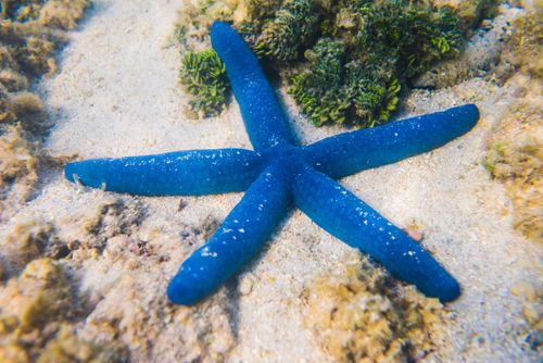 Cook Islands Landscape Travel Photography Blue starfish Linckia laevigata Muri Lagoon Rarotonga Cook Islands