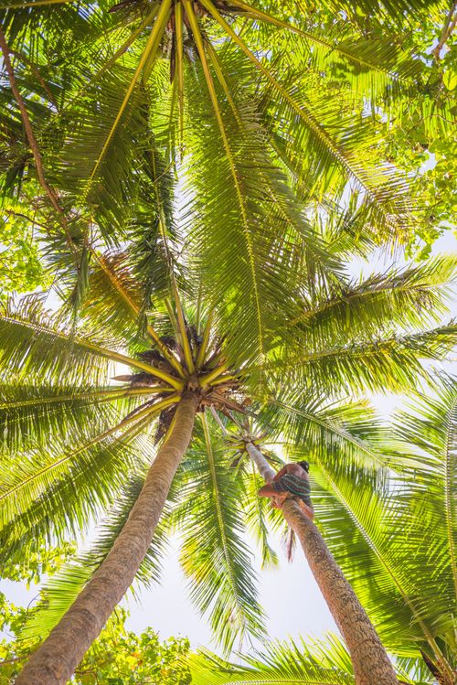 Cook Islands Landscape Travel Photography Climbing coconut palm trees Muri Lagoon Rarotonga Cook Islands