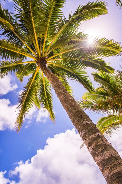 Cook Islands Landscape Travel Photography Palm tree in Titikaveka Rarotonga Cook Islands South Pacific Ocean