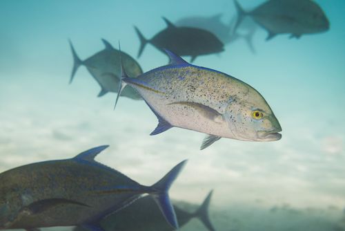 Cook Islands Landscape Travel Photography Underwater photo of a Bluefin Trevally aka Bluefin Kingfish Caranx melampygus in Muri Lagoon Rarotonga Cook Islands